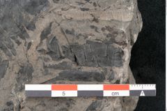 Foto (Detailansicht) von Pecopteris sp. (NHMW-GEO-2024-0188-10484)